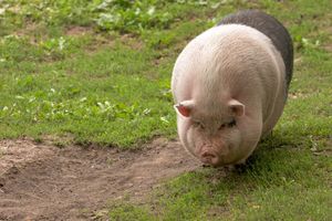 Pienso ecológico cerdas gestantes