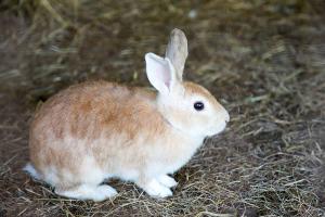 Pienso ecológico conejos crecimiento