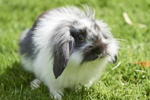 Pienso ecológico conejos mascota
