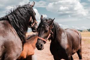 Pienso ecológico caballos alto rendimiento