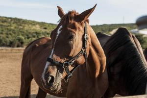 Pienso ecológico caballos mantenimiento