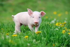 Pienso ecológico lechones