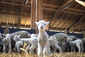 Pienso ecológico corderos crecimiento