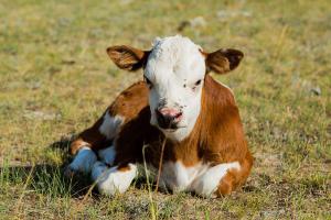 Pienso ecológico terneros crecimiento