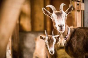 Pienso ecológico cabras leche