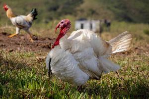 Pienso ecológico pavos crecimiento