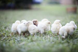 Pienso ecológico pollos crecimiento