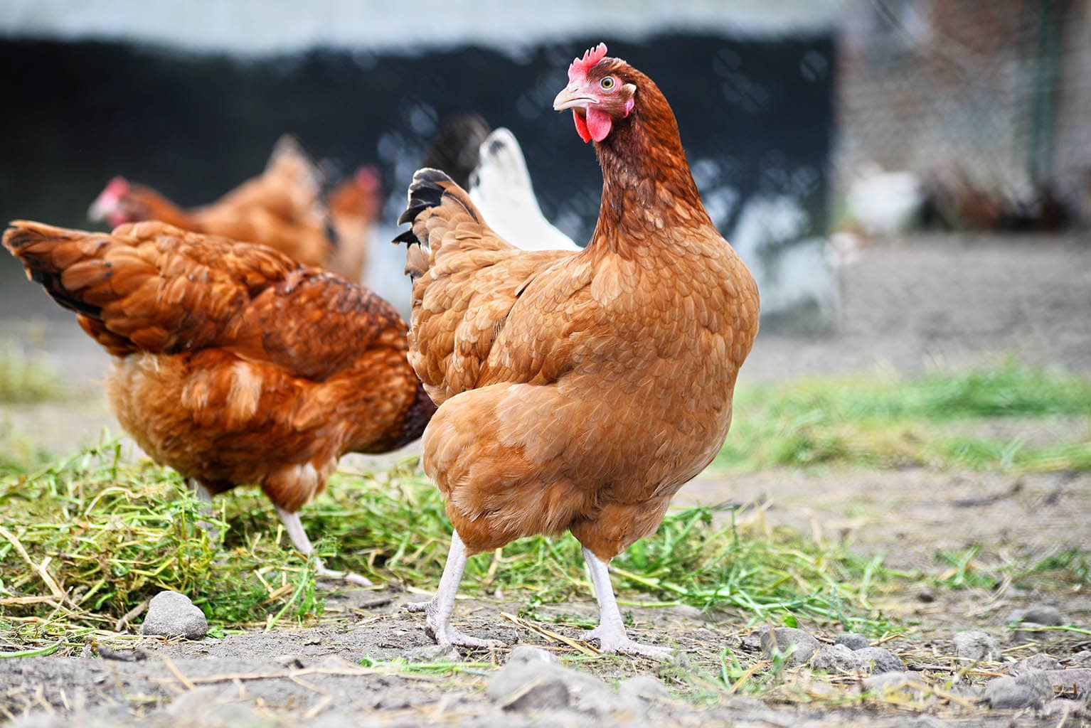 Consejos para alimentar a tus gallinas